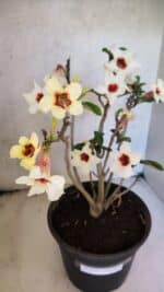 Planta Simples 3426 – 35cm – 03 anos