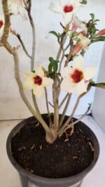 Planta Simples 3426 – 35cm – 03 anos - Imagem 5