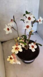 Planta Simples 3426 – 35cm – 03 anos - Imagem 4