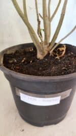 Planta Simples 3426 – 35cm – 03 anos - Imagem 6