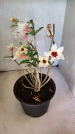 Planta Simples 3426 – 35cm – 03 anos - Imagem 8