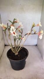 Planta Simples 3426 – 35cm – 03 anos - Imagem 7