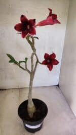 Planta Simples 3427 – 35cm – 03 anos - Imagem 2