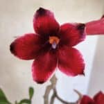 Planta Simples 3427 – 35cm – 03 anos