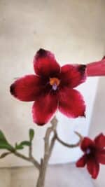 Planta Simples 3427 – 35cm – 03 anos