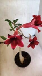 Planta Simples 3427 – 35cm – 03 anos - Imagem 6