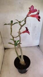 Planta Simples 3427 – 35cm – 03 anos - Imagem 8