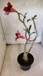 Planta Simples 3427 – 35cm – 03 anos - Imagem 7