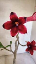 Planta Simples 3427 – 35cm – 03 anos - Imagem 5