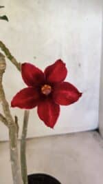 Planta Simples 3427 – 35cm – 03 anos - Imagem 4