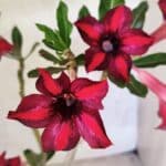 Planta Simples 3428 – 35cm – 03 anos