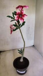 Planta Simples 3429 – 35cm – 03 anos - Imagem 2