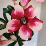 Planta Simples 3429 – 35cm – 03 anos