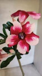 Planta Simples 3429 – 35cm – 03 anos