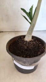 Planta Simples 3429 – 35cm – 03 anos - Imagem 7