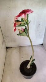 Planta Simples 3429 – 35cm – 03 anos - Imagem 5