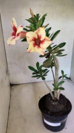 Planta Simples 3430 – 35cm – 03 anos - Imagem 2