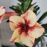 Planta Simples 3430 – 35cm – 03 anos