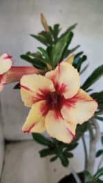 Planta Simples 3430 – 35cm – 03 anos