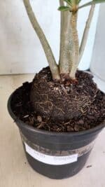 Planta Simples 3430 – 35cm – 03 anos - Imagem 7