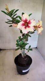 Planta Simples 3430 – 35cm – 03 anos - Imagem 5