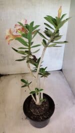 Planta Simples 3430 – 35cm – 03 anos - Imagem 6