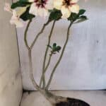 Planta Simples 3431 – 35cm – 03 anos