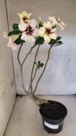 Planta Simples 3431 – 35cm – 03 anos