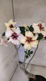 Planta Simples 3431 – 35cm – 03 anos - Imagem 6