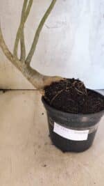 Planta Simples 3431 – 35cm – 03 anos - Imagem 11