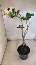 Planta Simples 3431 – 35cm – 03 anos - Imagem 10