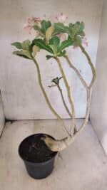 Planta Simples 3431 – 35cm – 03 anos - Imagem 8