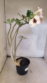 Planta Simples 3431 – 35cm – 03 anos - Imagem 5