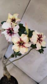 Planta Simples 3431 – 35cm – 03 anos - Imagem 4