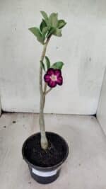 Planta Simples 3432 – 30cm – 02 anos - Imagem 2