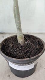 Planta Simples 3432 – 30cm – 02 anos - Imagem 8