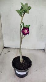 Planta Simples 3432 – 30cm – 02 anos - Imagem 7