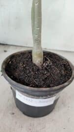 Planta Simples 3432 – 30cm – 02 anos - Imagem 6