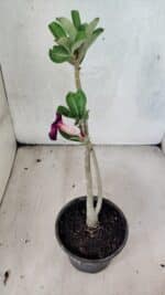 Planta Simples 3432 – 30cm – 02 anos - Imagem 5