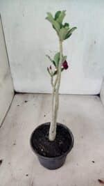 Planta Simples 3432 – 30cm – 02 anos - Imagem 4