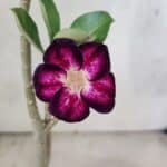 Planta Simples 3432 – 30cm – 02 anos