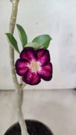 Planta Simples 3432 – 30cm – 02 anos