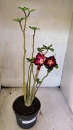 Planta Simples 3433 – 35cm – 03 anos - Imagem 2