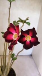 Planta Simples 3433 – 35cm – 03 anos - Imagem 6