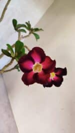 Planta Simples 3433 – 35cm – 03 anos - Imagem 4