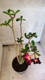 Planta Simples 3433 – 35cm – 03 anos - Imagem 8