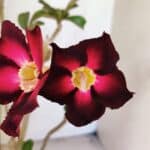 Planta Simples 3433 – 35cm – 03 anos