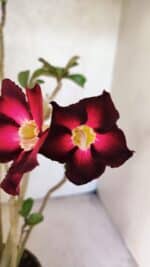 Planta Simples 3433 – 35cm – 03 anos