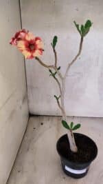 Planta Simples 3434 – 35cm – 03 anos - Imagem 2