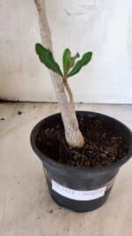 Planta Simples 3434 – 35cm – 03 anos - Imagem 7